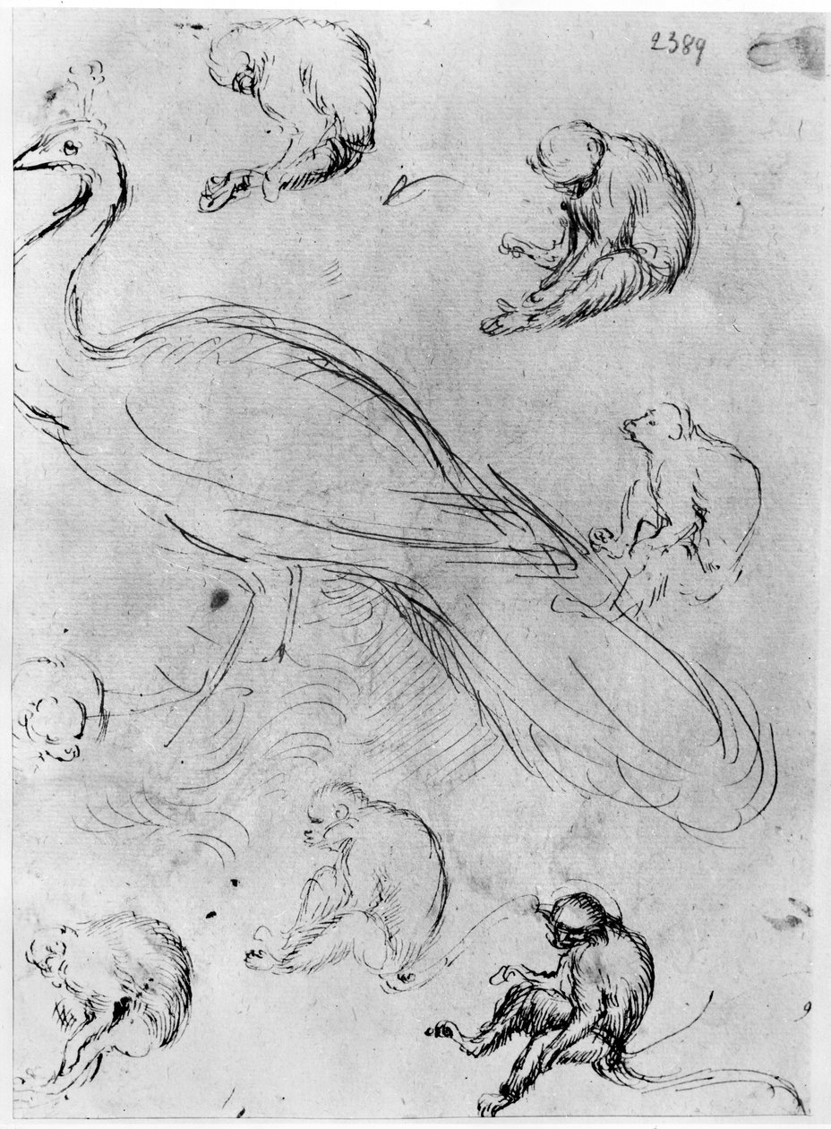 Peacock and Six Monkeys, z The Vallardi Album od Antonio Pisanello