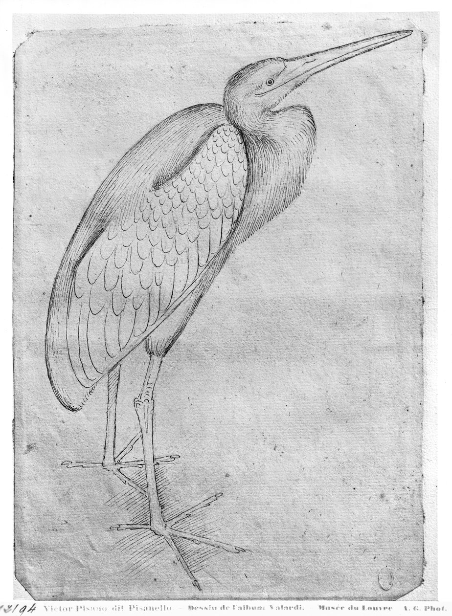 Pelican, z alba The Vallardi Album od Antonio Pisanello