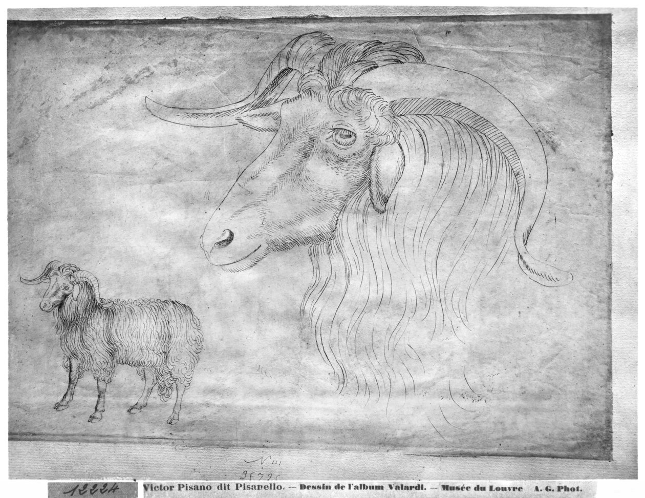 Beran a hlava berana z alba The Vallardi od Antonio Pisanello