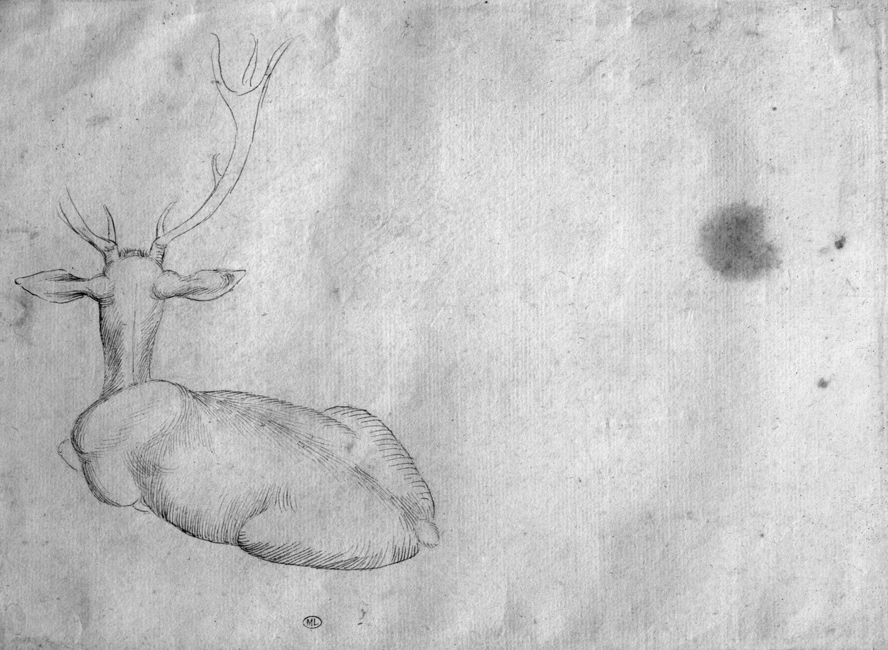 Odpočívající jelen, při pohledu zezadu, z alba The Vallardi od Antonio Pisanello