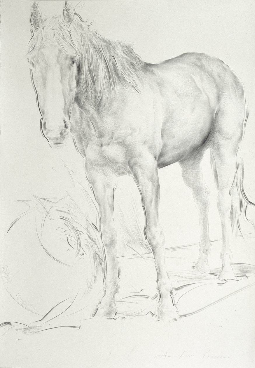 Kůň v Coolmore, 1990 (uhlí na papíře) od Antonio Ciccone