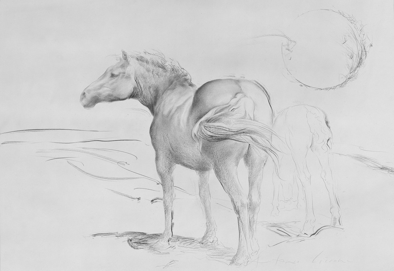 Koně v Coolmore, 1990 (uhlí na papíře) od Antonio Ciccone