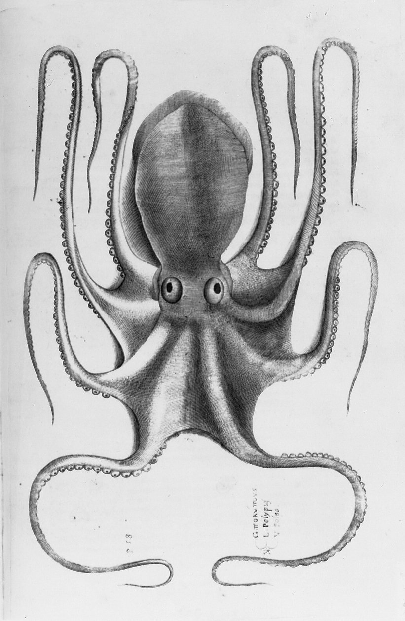 Ilustrace z „Aquatilium animantium historia, liber primus“ od Ippolita Salvianiho, 1554 od Antonio Lafreri