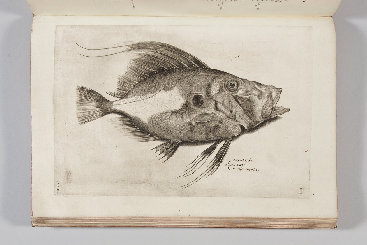 Ilustrace z „Aquatilium animantium historia, liber primus“ od Ippolita Salvianiho, 1554 od Antonio Lafreri