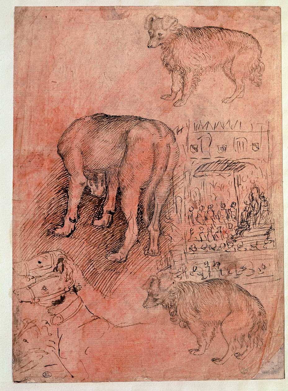 Psí studie. Aulic epizoda. Kresba Antonia Pisano dit il Pisanello (1380-1455) od Antonio Pisanello