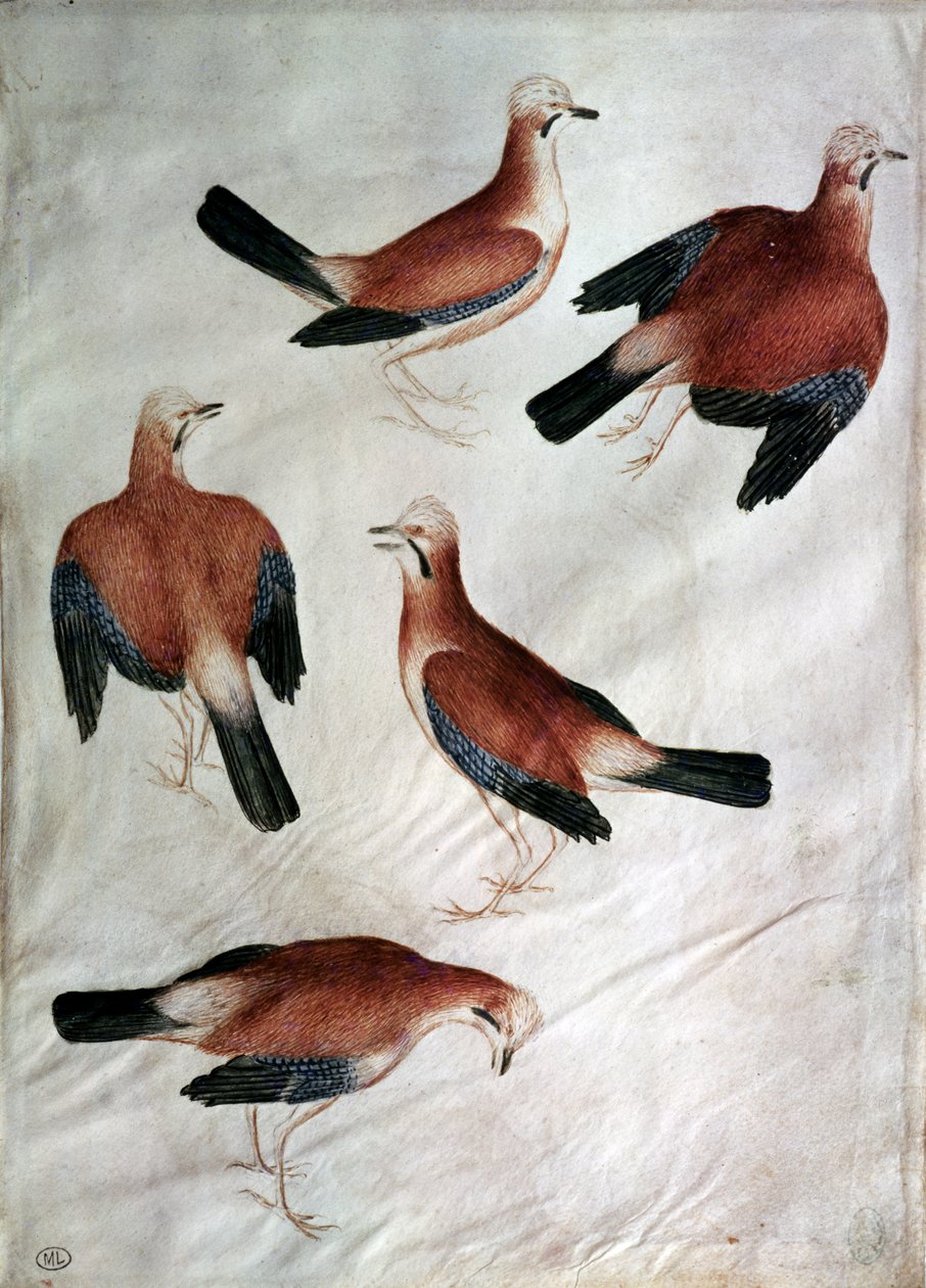 Five Jays, z alba Vallardi (wc na papíře) od Antonio Pisanello