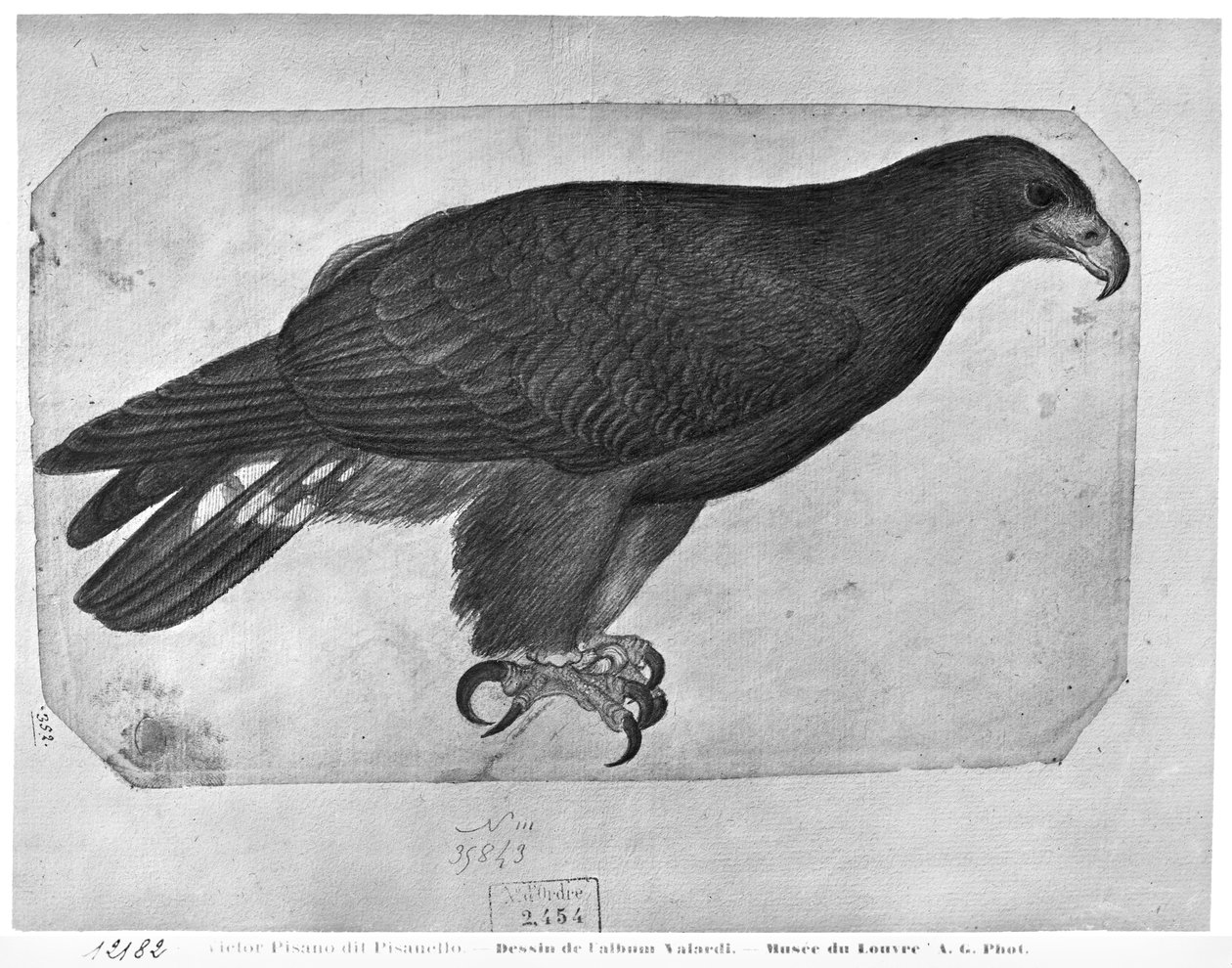 Hawk, z alba The Vallardi (tužka a wc na papíře) od Antonio Pisanello