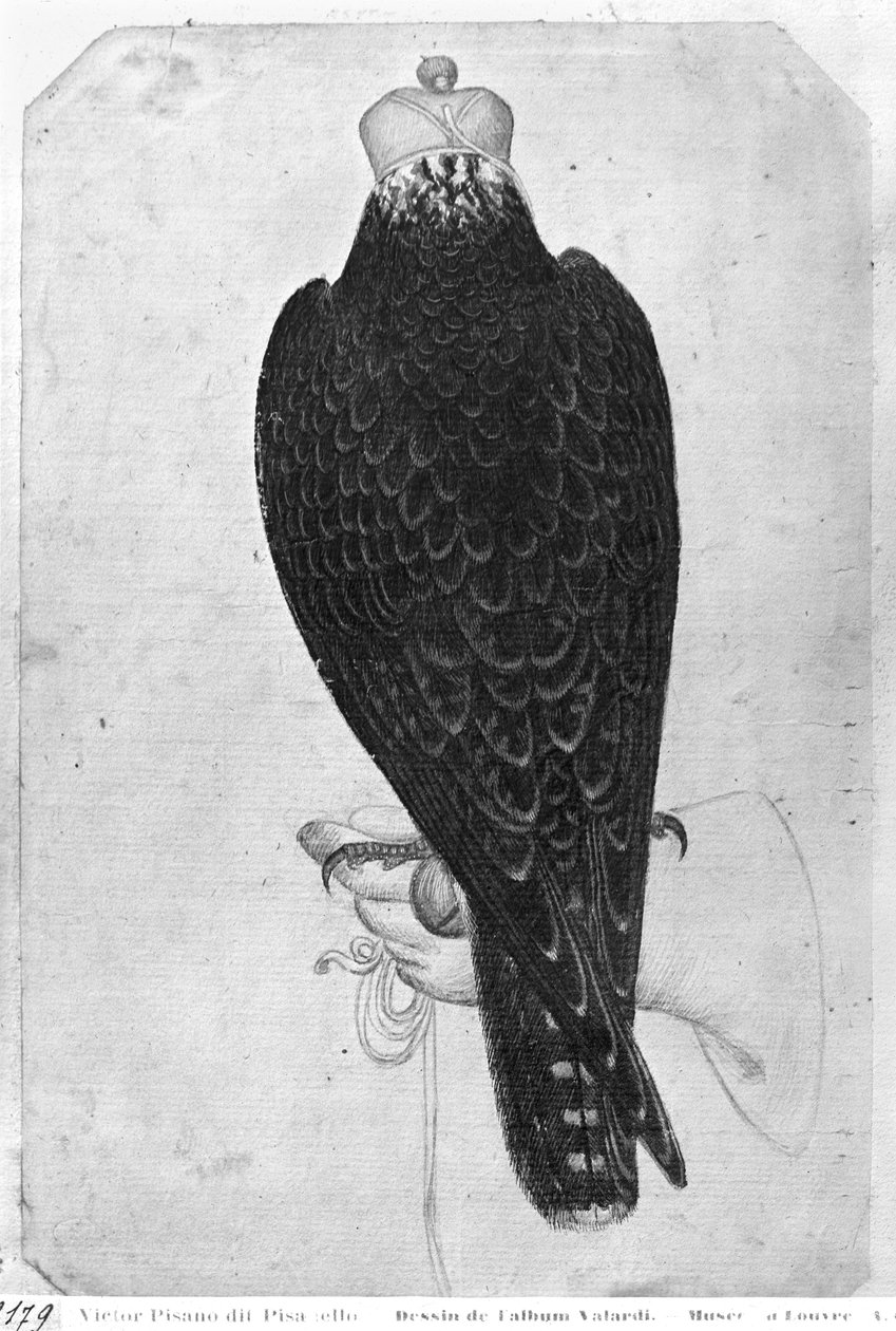 Hawk na ruce, pohled zezadu, z alba The Vallardi (pero a inkoust a wc na papíře) od Antonio Pisanello