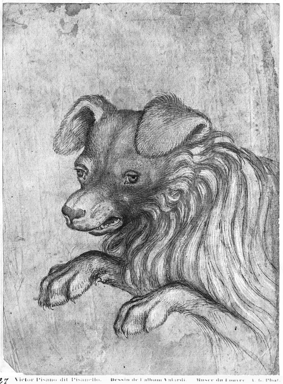 Hlava psa z alba The Vallardi od Antonio Pisanello