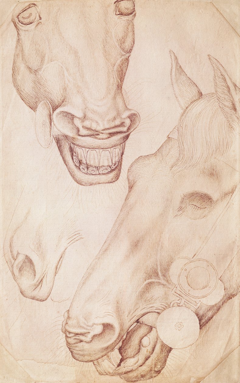 Heads of Horses, z alba Vallardi od Antonio Pisanello