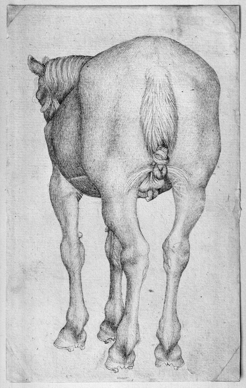 Kůň z alba The Vallardi od Antonio Pisanello