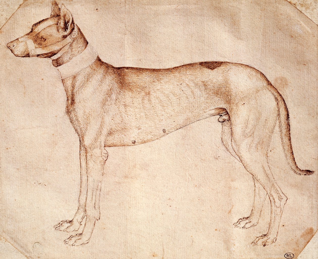 Studie loveckého psa od Antonia Pisana známého jako Pisanello (před rokem 1395-cca 1455), kresba perem a hnědým inkoustem od Antonio Pisanello