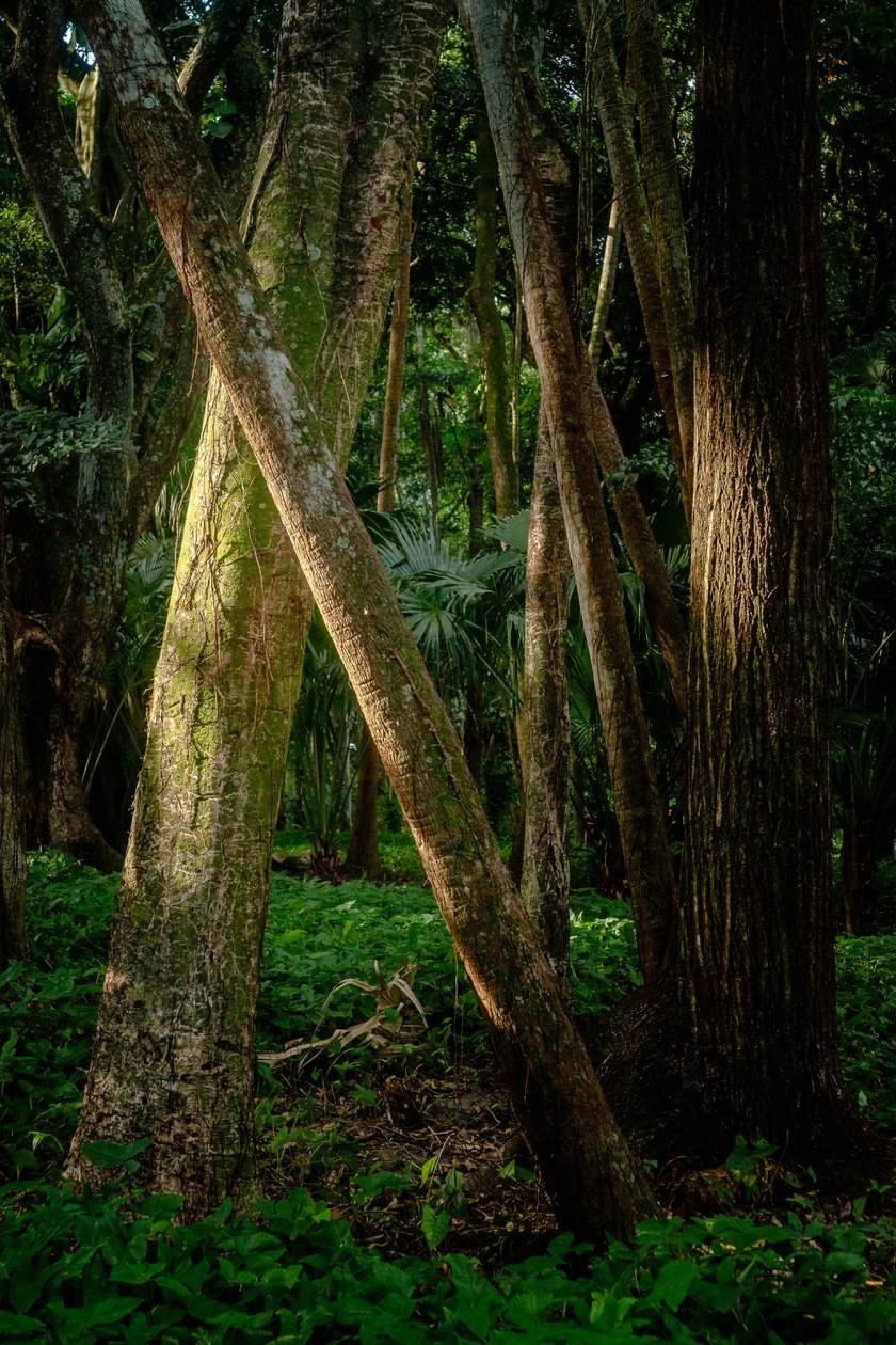 Afernoon, les Tijuca, Brazílie, 2022 (foto) od Antonio Schubert