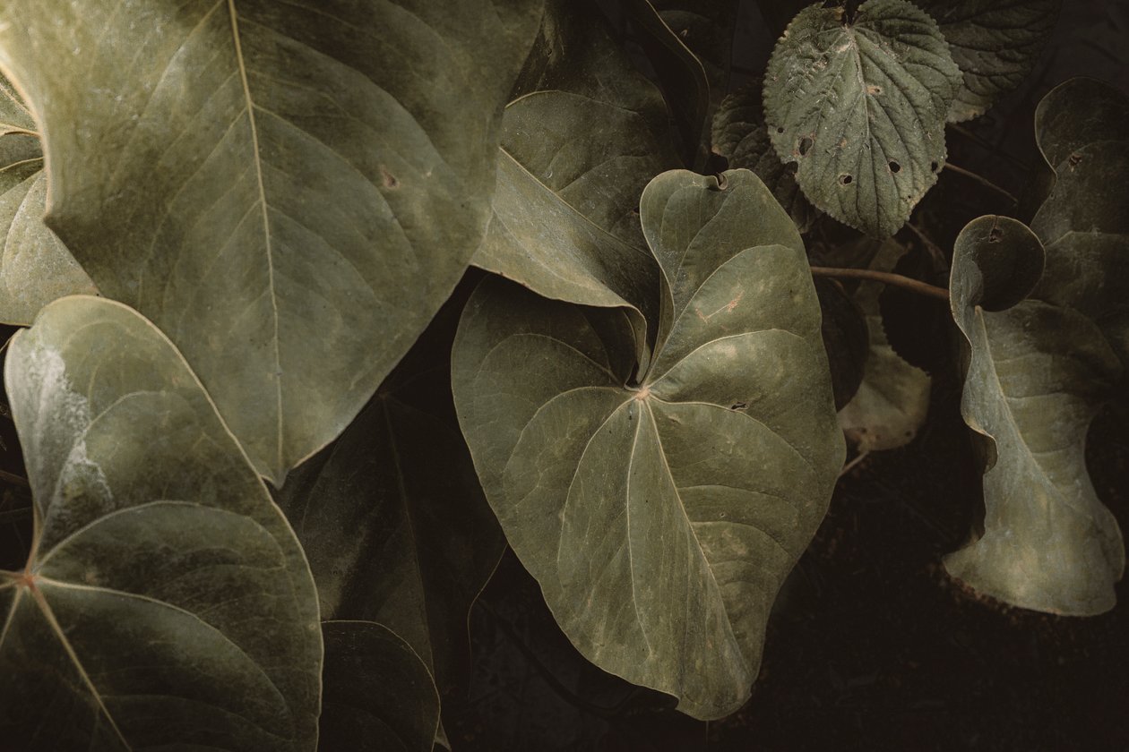 Anthurium Andraeanum, XVI e, Petrópolis, Rio de Janeiro, Brazílie, 2025 (fotografie) od Antonio Schubert