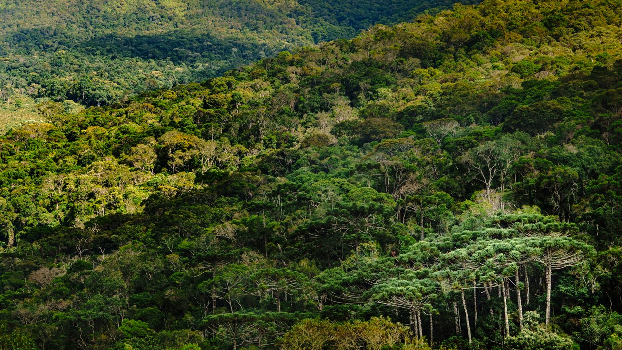 Mantiqueira LVIII, Brazílie, 2023 (foto) od Antonio Schubert