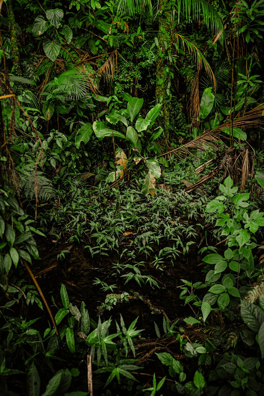 Mantiqueira XLIV, 2015 (digitální fotografie) od Antonio Schubert