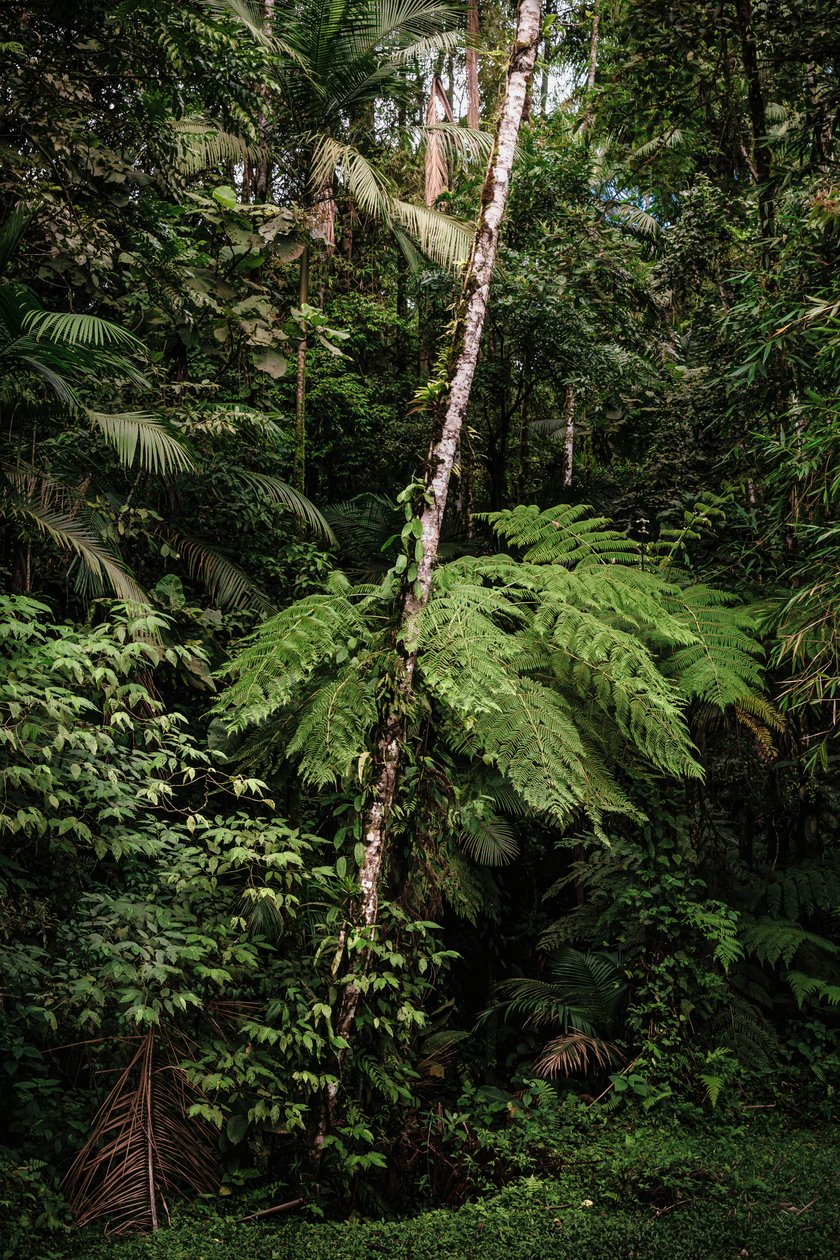 Mantiqueira XXXIV, 2015 (digitální fotografie) od Antonio Schubert