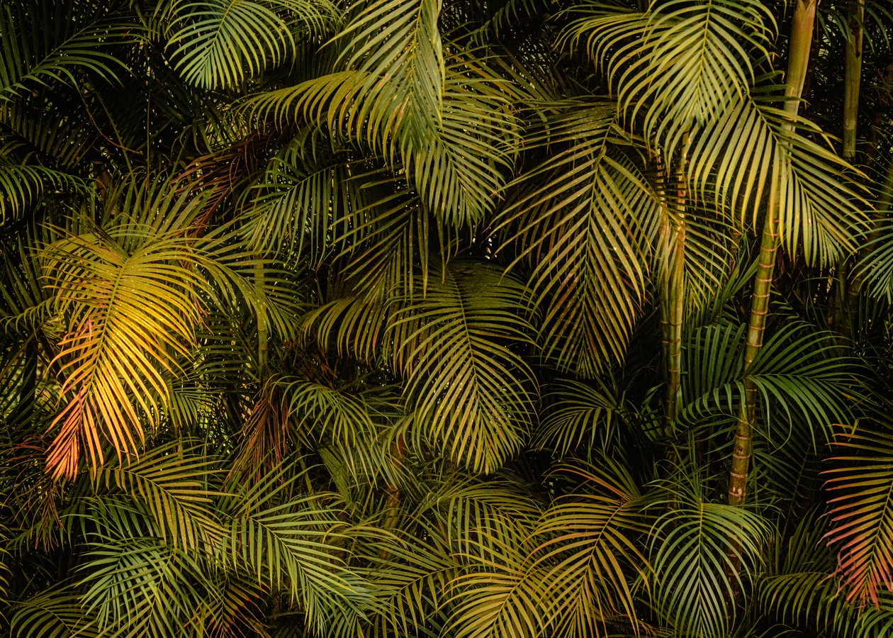 Palm Tree IV, 2024 (foto) od Antonio Schubert