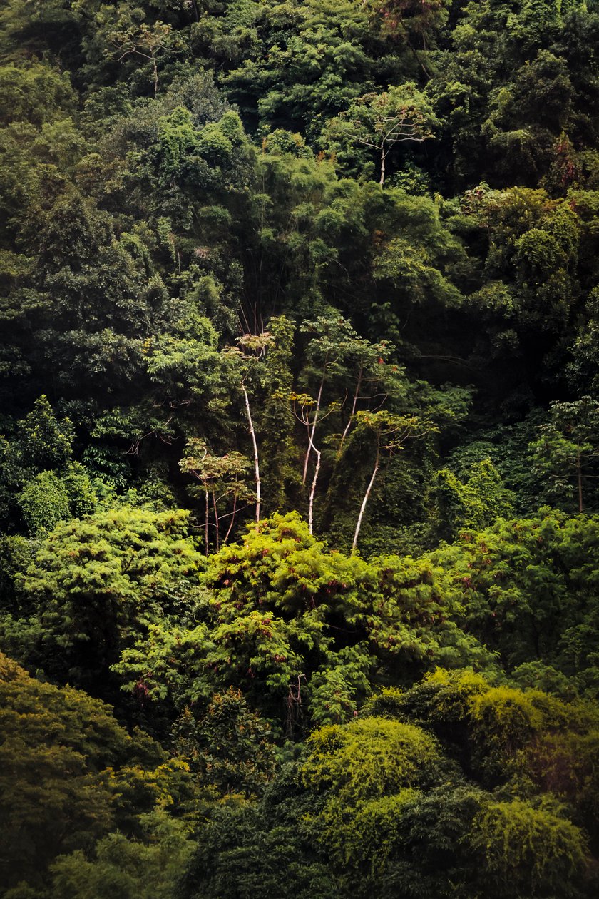 Deštný prales IX, 2018 (digitální fotografie) od Antonio Schubert