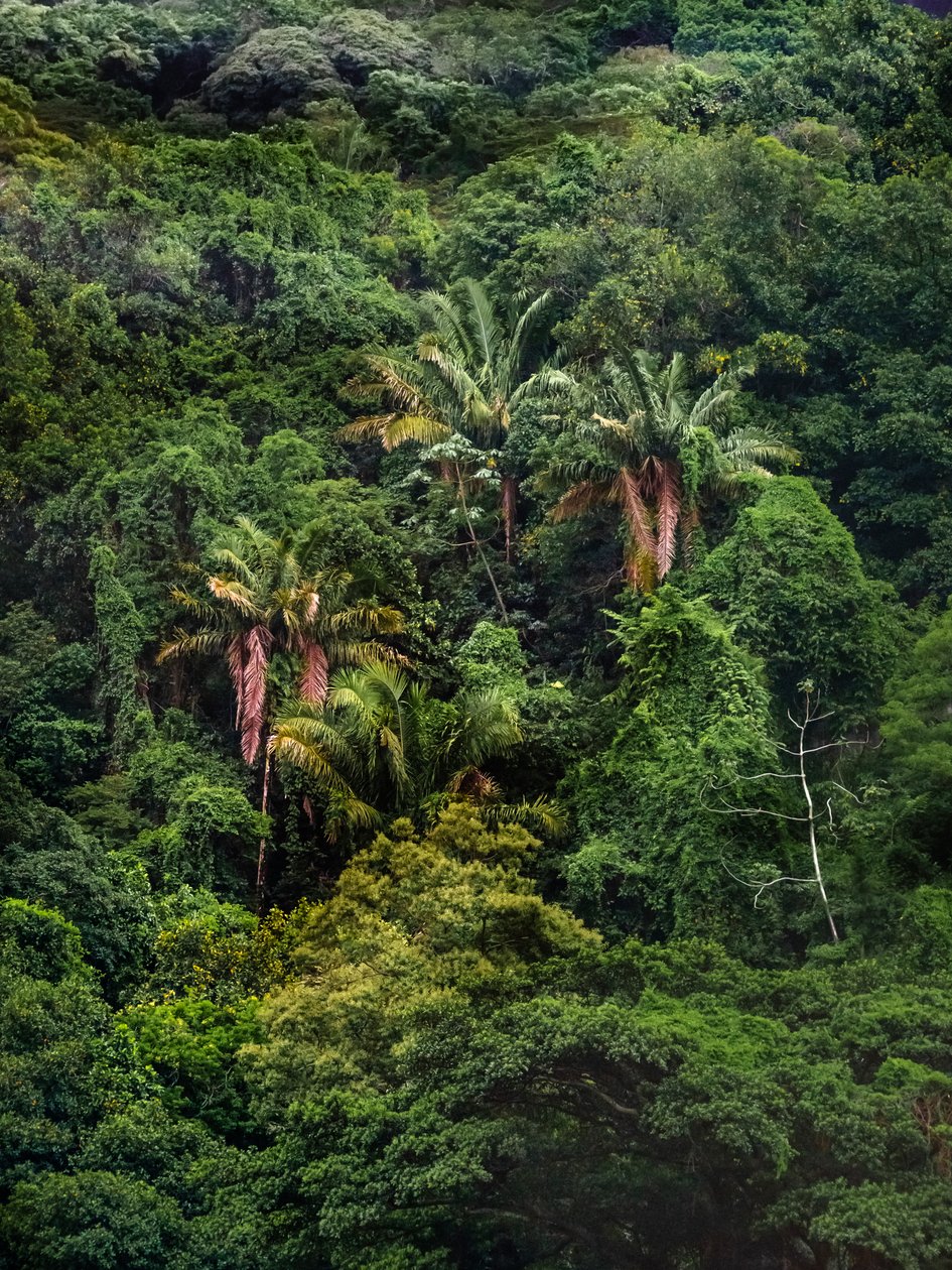 Les Tijuca XXXII, 2018 (digitální fotografie) od Antonio Schubert