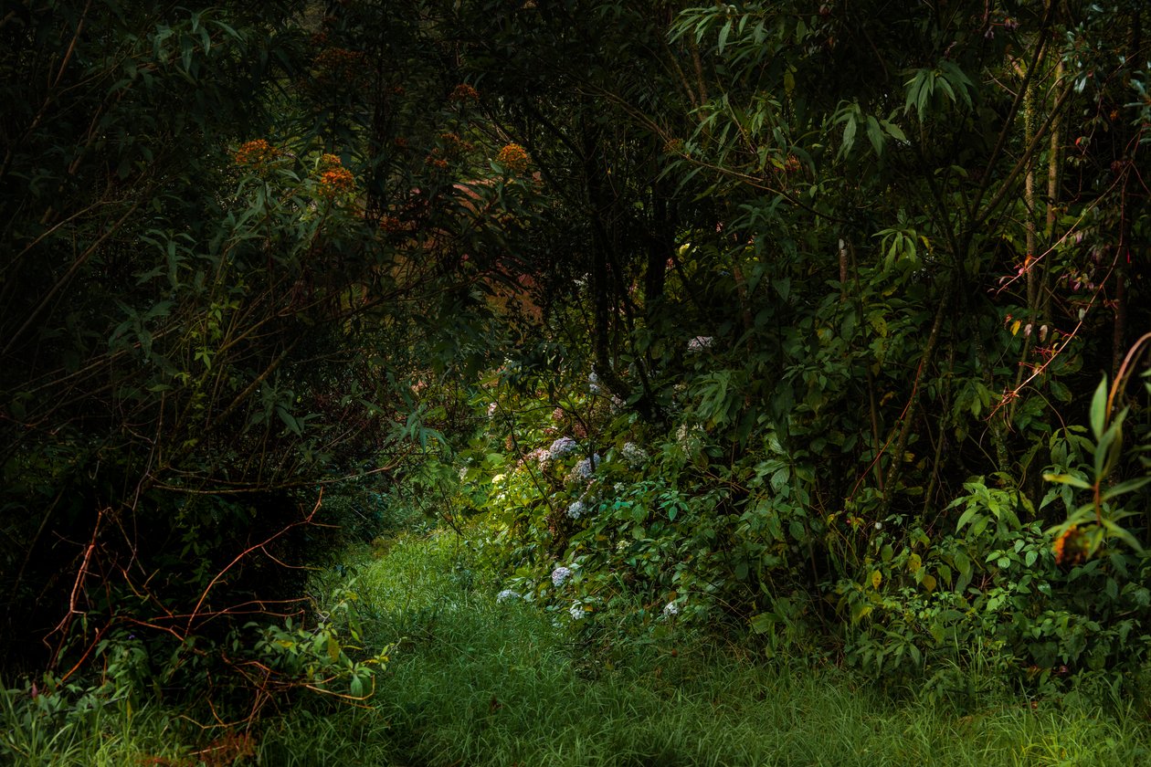 Stezky, 2015 (digitální fotografie) od Antonio Schubert