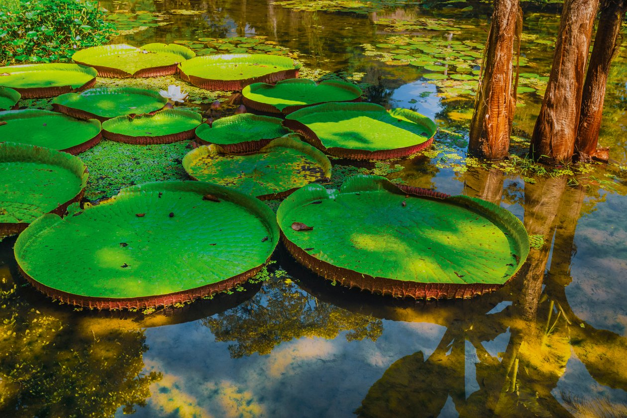 Victoria Amazonica, 2024 (digitální fotografie) od Antonio Schubert