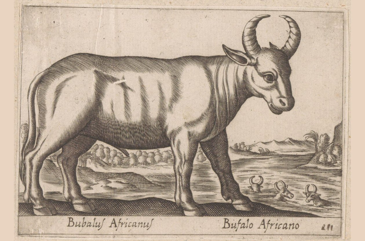 Buvol africký Bubalus Africanus/ Bufalo Africano (název na objektu) Zvířata a mýtická stvoření (název série) Nova raccolta de li animali piu curiosi del mondo (název série) od Antonio Tempesta