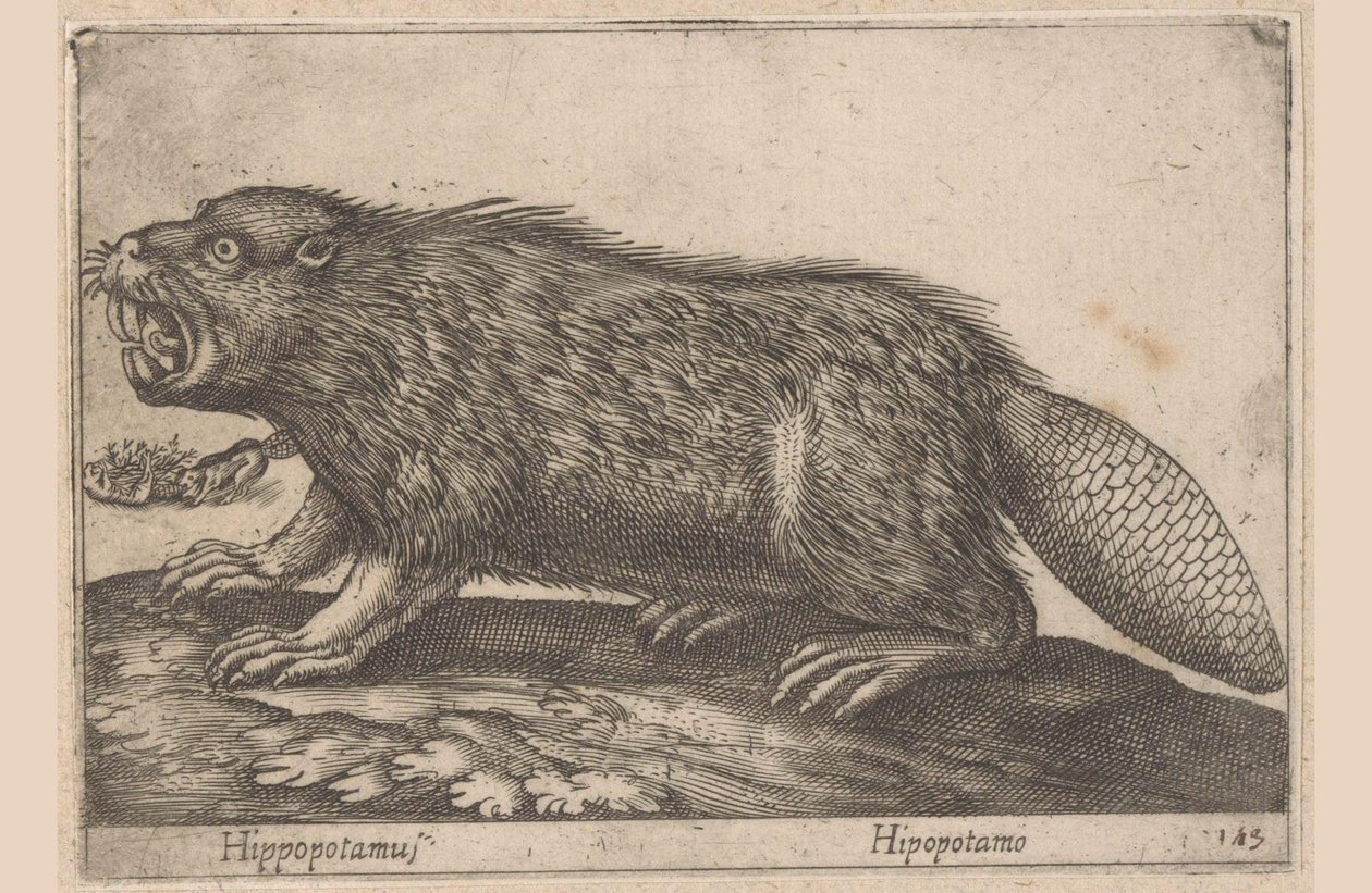 Napít se Hroch (název na objektu) Dieren en fablewezens (název série) Nova raccolta de li animali piu curiosi del mondo (název série) od Antonio Tempesta