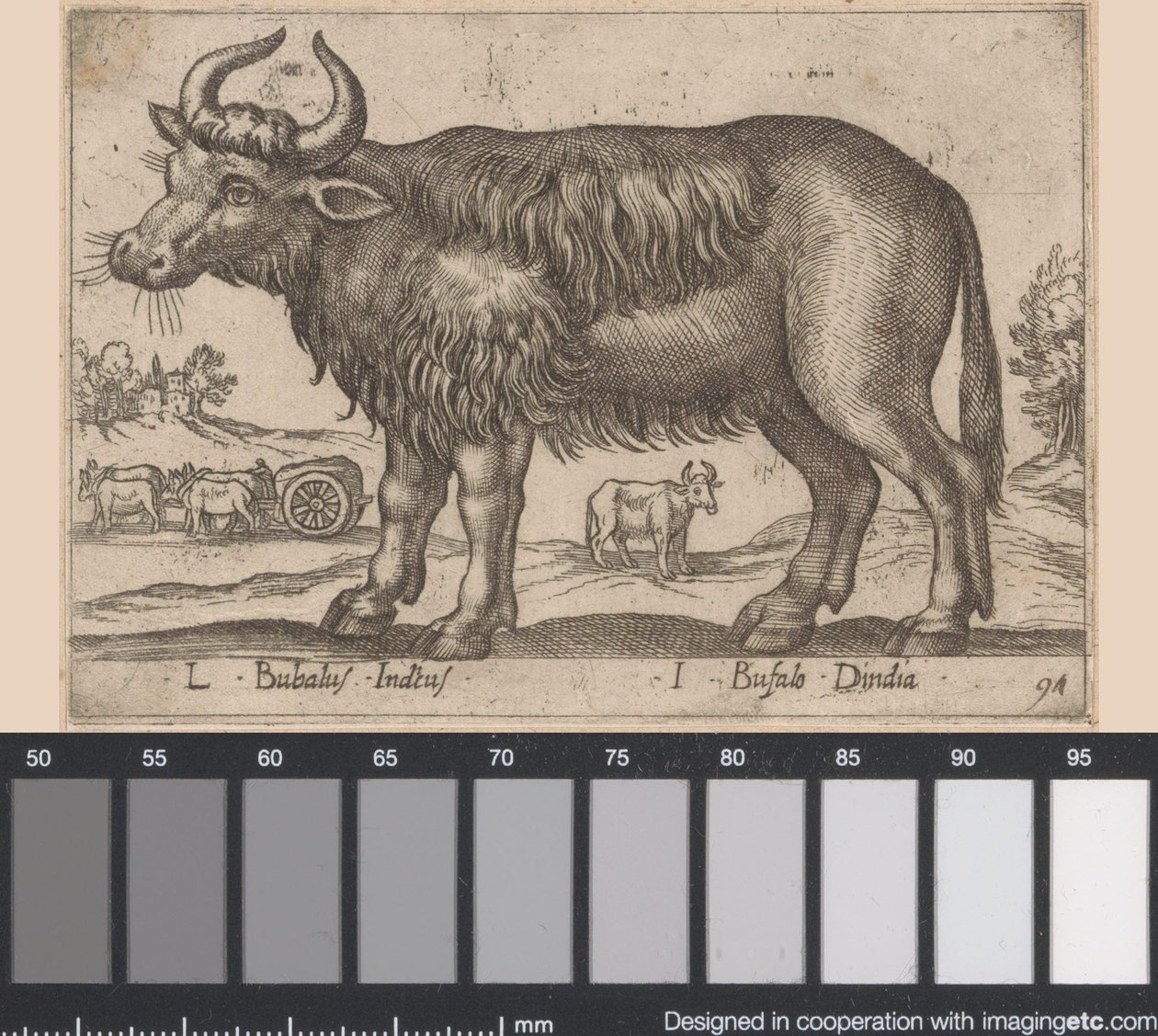 Buvol L Bubalus Indicus/ I Bufola Dindia (název na objektu) Dieren en fablewezens (název série) Nová kolekce nejkurióznějších zvířat světa (název série) od Antonio Tempesta