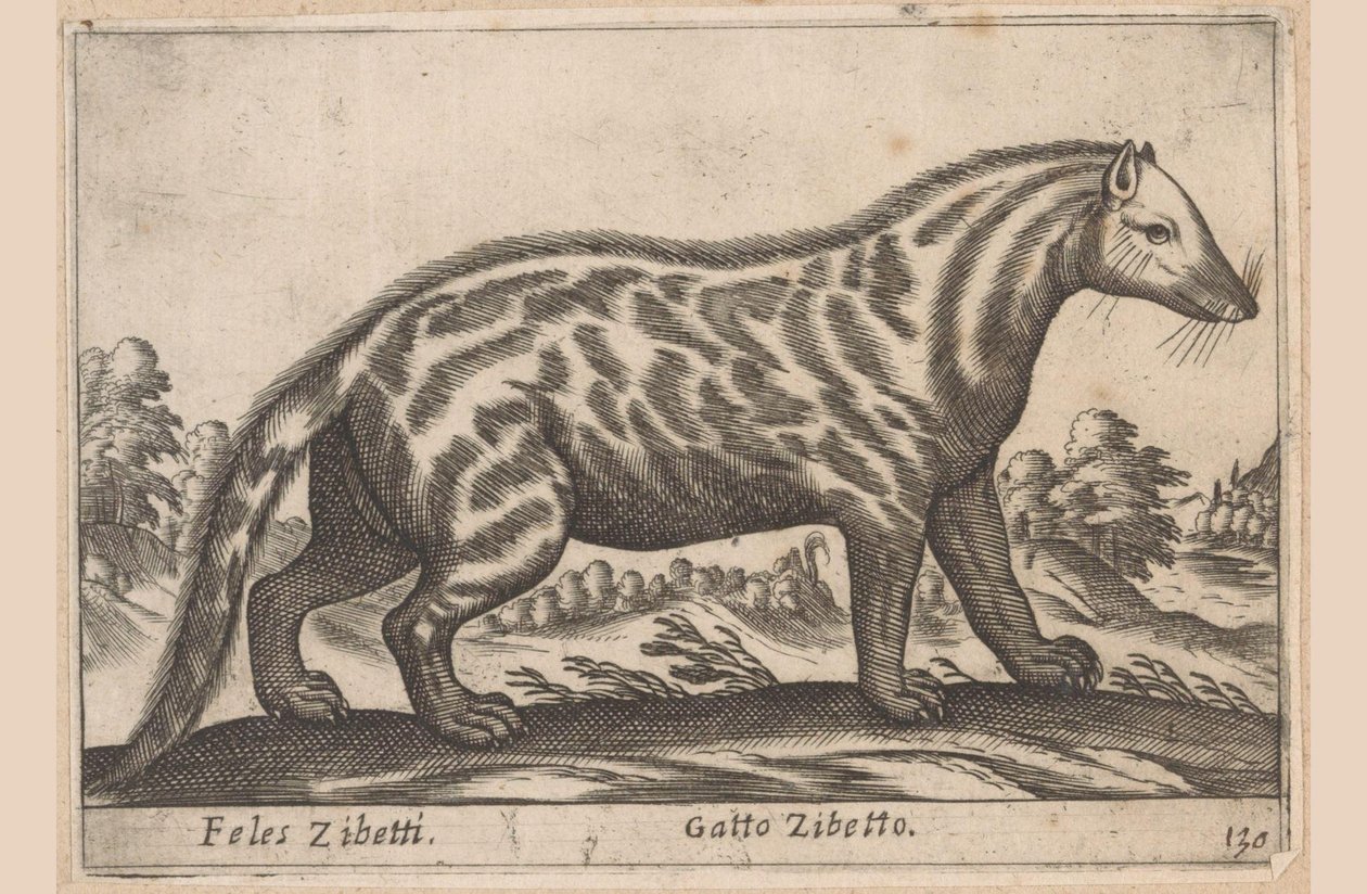 Civetkat Feles Zibetti / Cat Cibet (název na objektu) Dieren en fabelwezens (název série) Nova sbírka nejkurióznějších zvířat na světě (název série) od Antonio Tempesta
