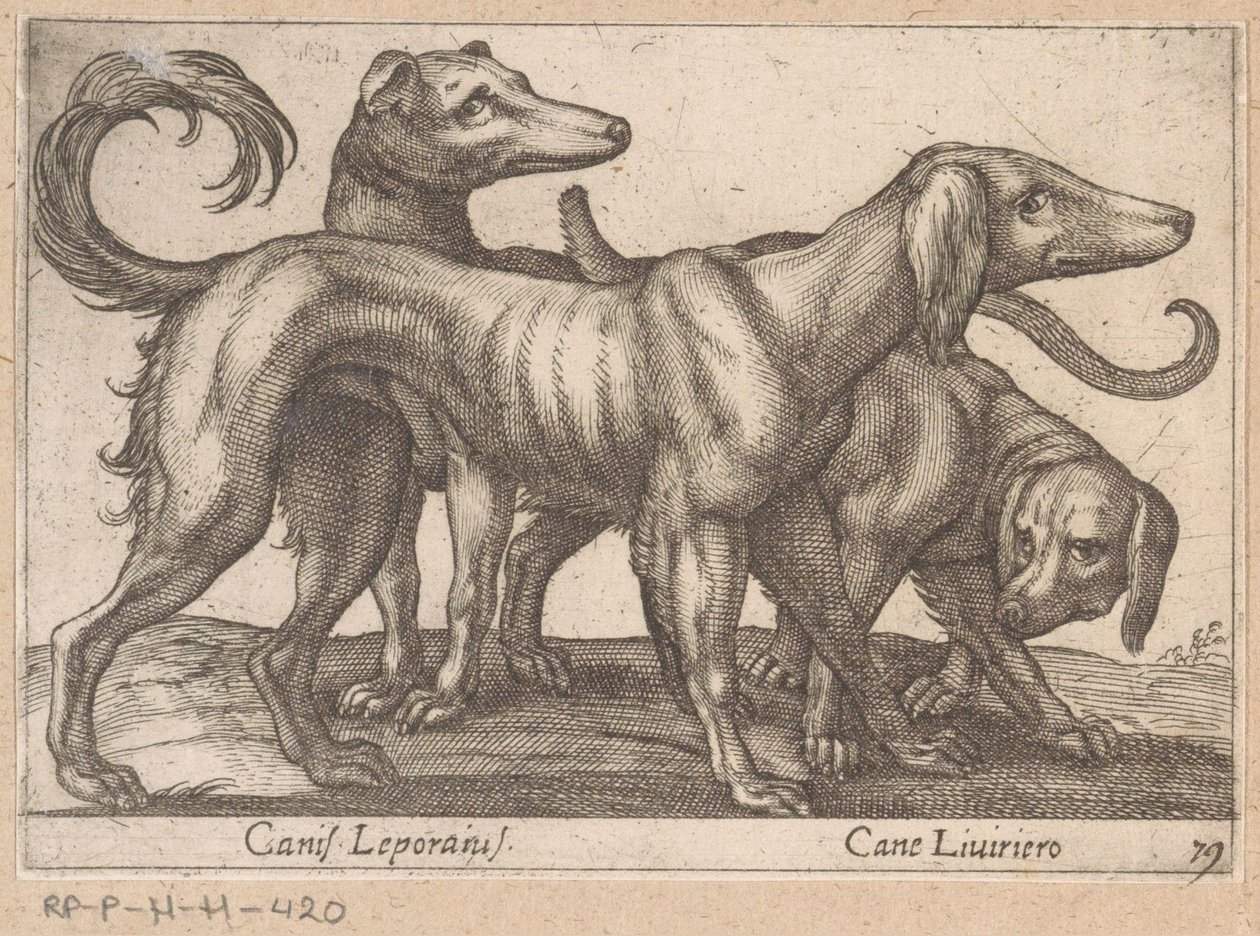 Tři psi Canis Leporius / Cane Liviriero (název na objektu) Zvířata a mýtická stvoření (název série) Nova raccolta de li animali piu curiosi del mondo (název série) od Antonio Tempesta