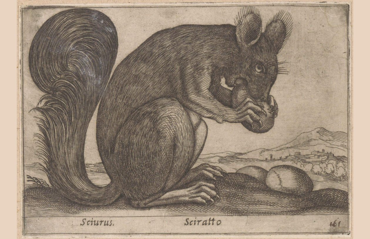 Ekhorn Sciurus/ Sciratto (název na objektu) Dieren en fabelwezens (název série) Nové zvědavé zvířátko na světě (název série) od Antonio Tempesta