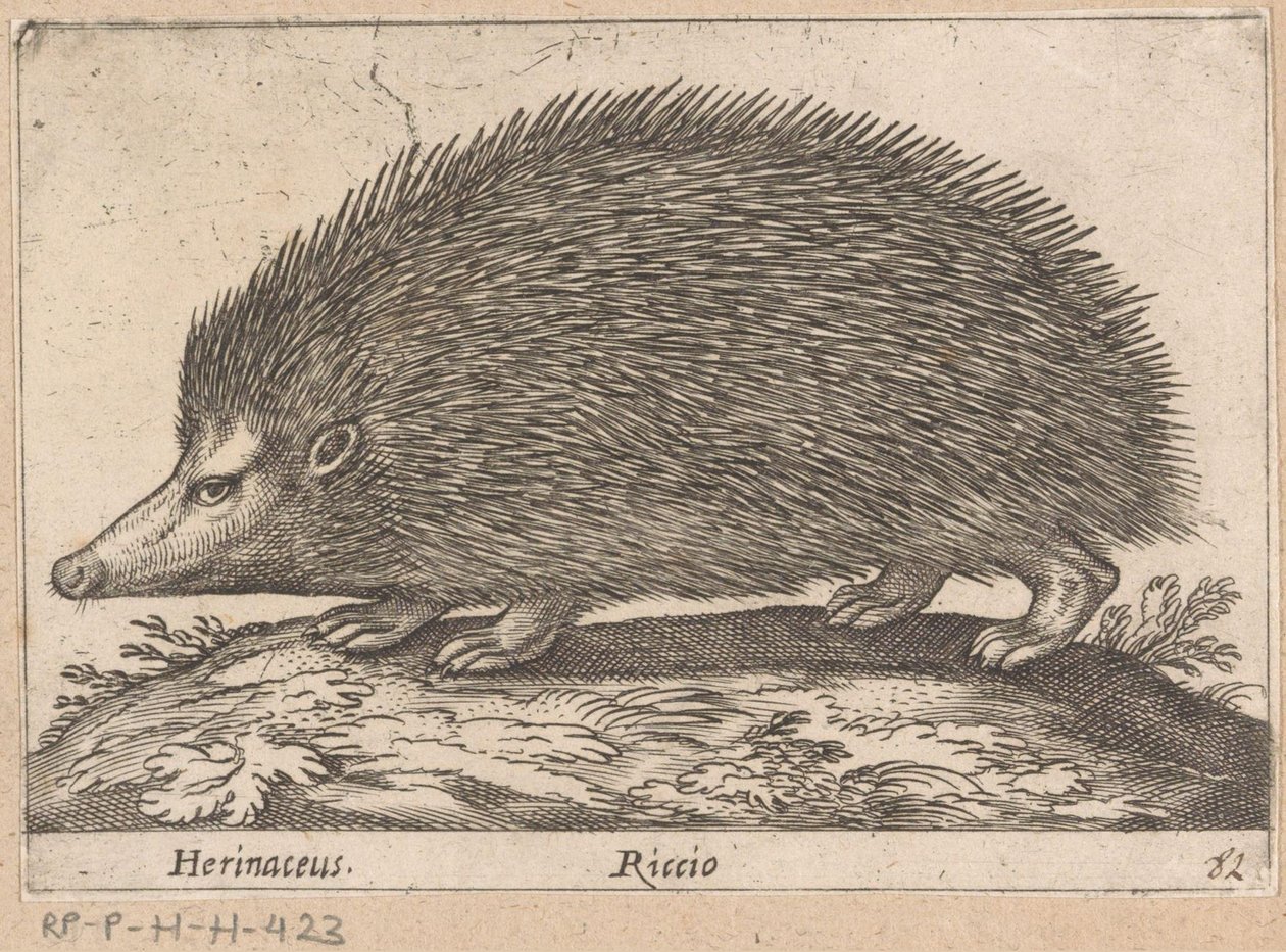 egel Herinaceus/ Riccio (titul na předmětu) Dieren en fabelwezens (název série) Nova raccolta de li animali piu curiosi del mondo (název série) od Antonio Tempesta