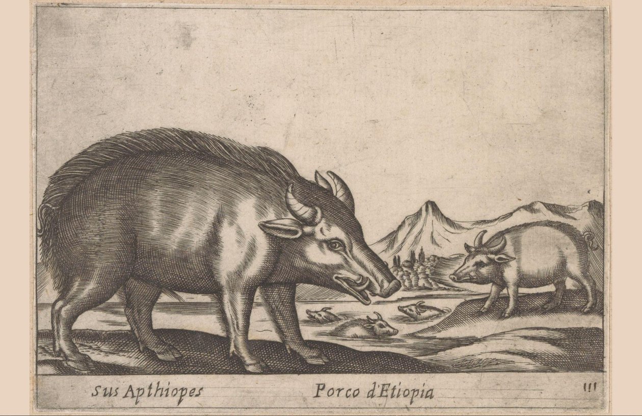 Etiopská díla Jeho Apthiopes / Etiopské prase (titul na předmětu) Dieren en fabelwezens (název série) Nové zvědavé zvířátko na světě (název série) od Antonio Tempesta
