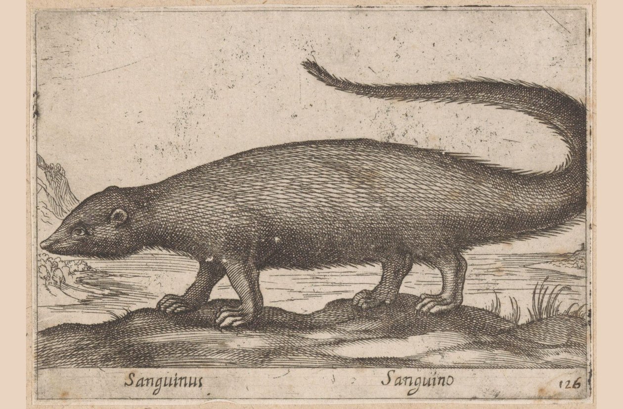 Fretachte Sanguinus/ Sanguino (název na objektu) Dieren en fablewezens (název série) Nová kolekce nejkurióznějších zvířat světa (název série) od Antonio Tempesta
