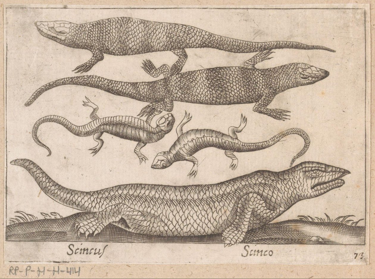 Hagedissen Skincus (název na objektu) Dieren en fablewezens (název série) Nova raccolta de li animali piu curiosi del mondo (název série) od Antonio Tempesta