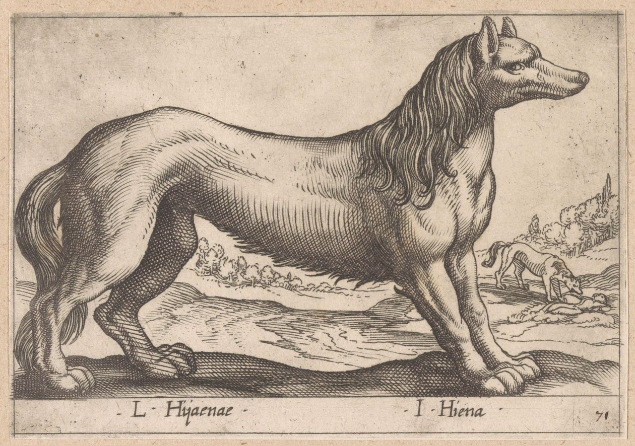 hyena L Hijanae/ I Hyena (název na objektu) Dieren en fabelwezens (název série) Nova raccolta de li animali piu curiosi del mondo (název série) od Antonio Tempesta