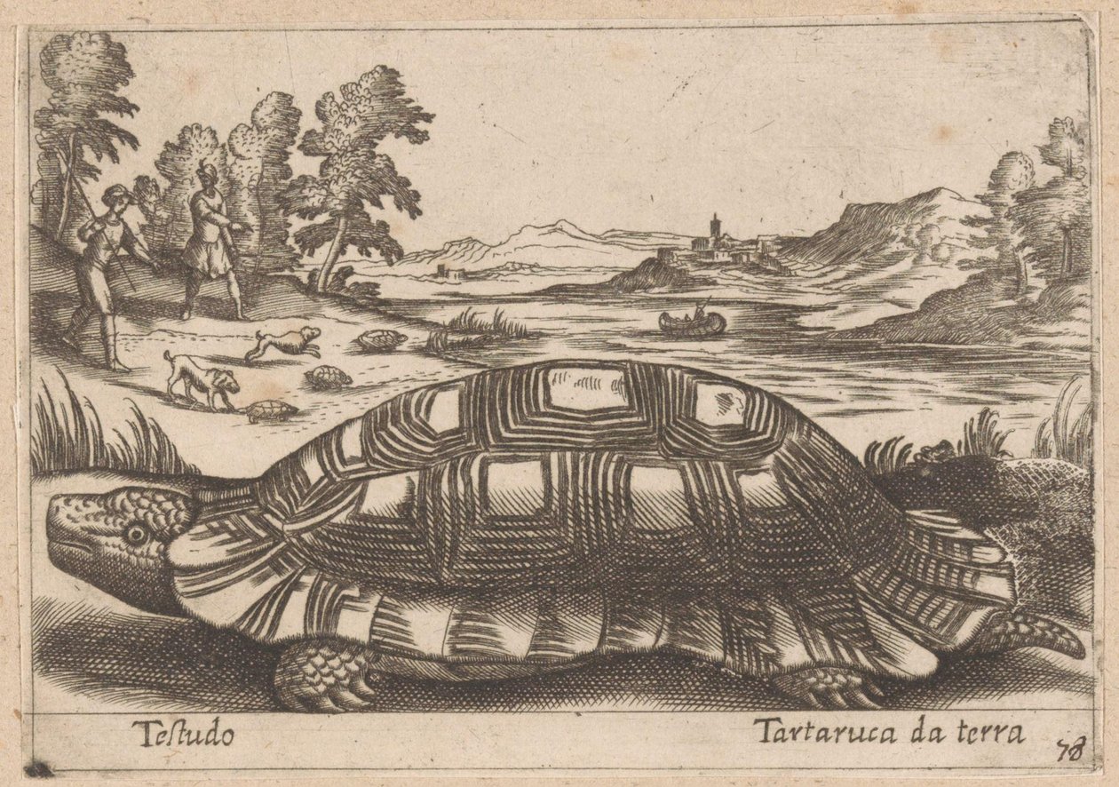 Landschildpad Testudo / pozemní želva (název na objektu) Dieren en fabelwezens (název série) Nova sbírka nejkurióznějších zvířat na světě (název série) od Antonio Tempesta