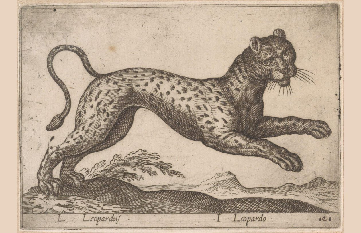 Leopard L Leopardus/ I Leopardo (titul na objektu) Dieren en fablewezens (název série) Nová kolekce nejkurióznějších zvířat světa (název série) od Antonio Tempesta