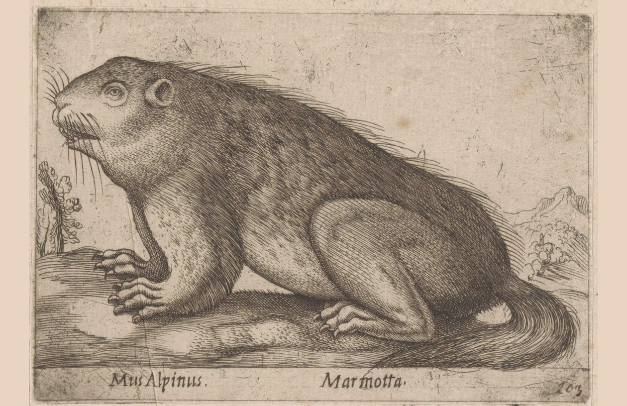 Mumlá Alpská myš / Marmotta (název na objektu) Dieren en fablewezens (název série) Nova raccolta de li animali piu curiosi del mondo (název série) od Antonio Tempesta