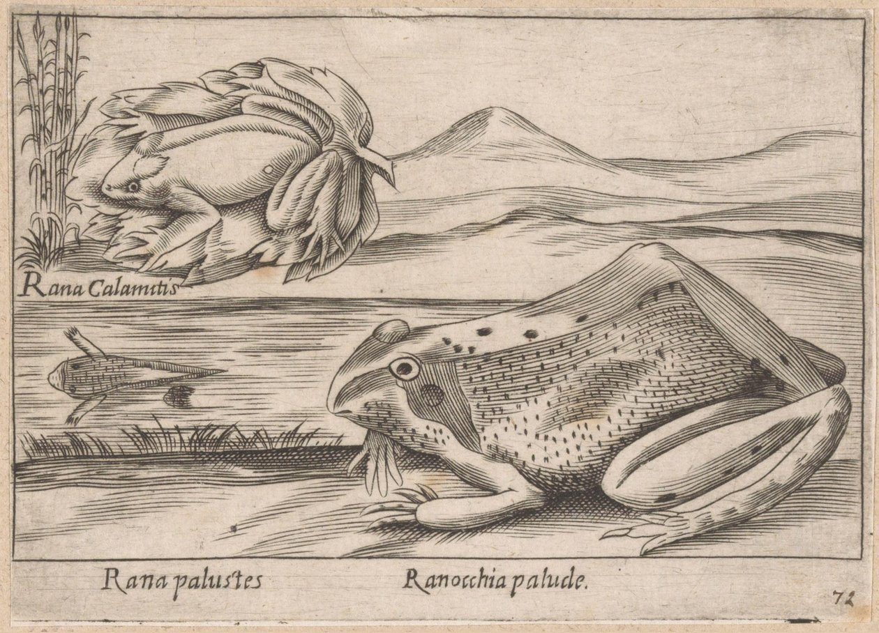 Moeras Kikkers Marsh Frog / Marsh Frog (název na objektu) Dieren en fabelwezens (název série) Nova sbírka nejkurióznějších zvířat na světě (název série) od Antonio Tempesta