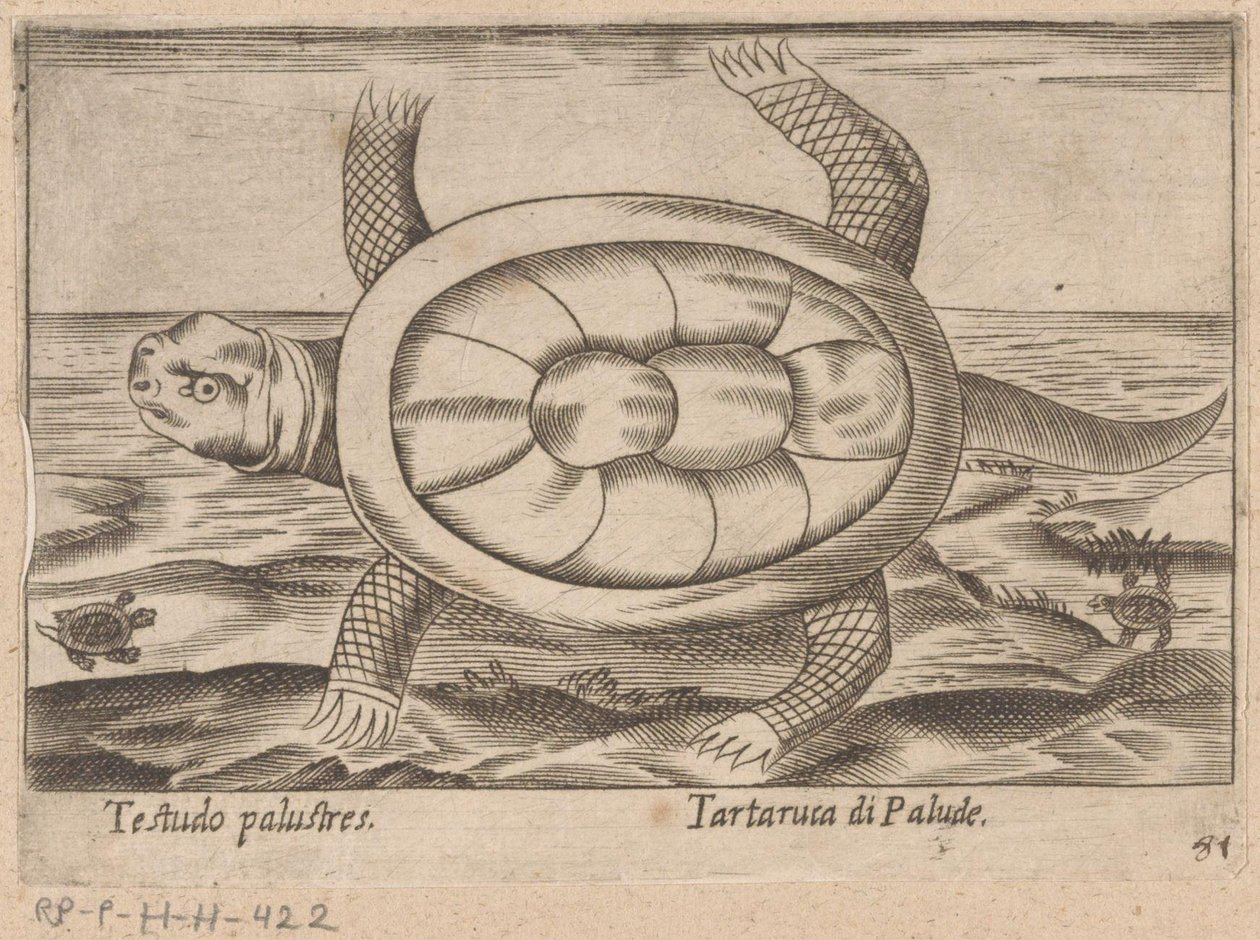 Moerasschildpad Testudo palustres/ Tartaruca di Palude (název na objektu) Dieren en fablewezens (název série) Nova raccolta de li animali piu curiosi del mondo (název série) od Antonio Tempesta