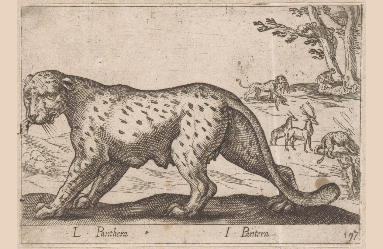 Panter L Panthera/ I Panthera (název na objektu) Dieren en fablewezens (název série) Nová kolekce nejkurióznějších zvířat světa (název série) od Antonio Tempesta