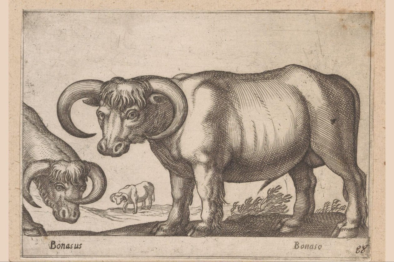 dobytek Bonasus/ Bonaso (název na objektu) Zvířata a mýtická stvoření (název série) Nova raccolta de li animali piu curiosi del mondo (název série) od Antonio Tempesta