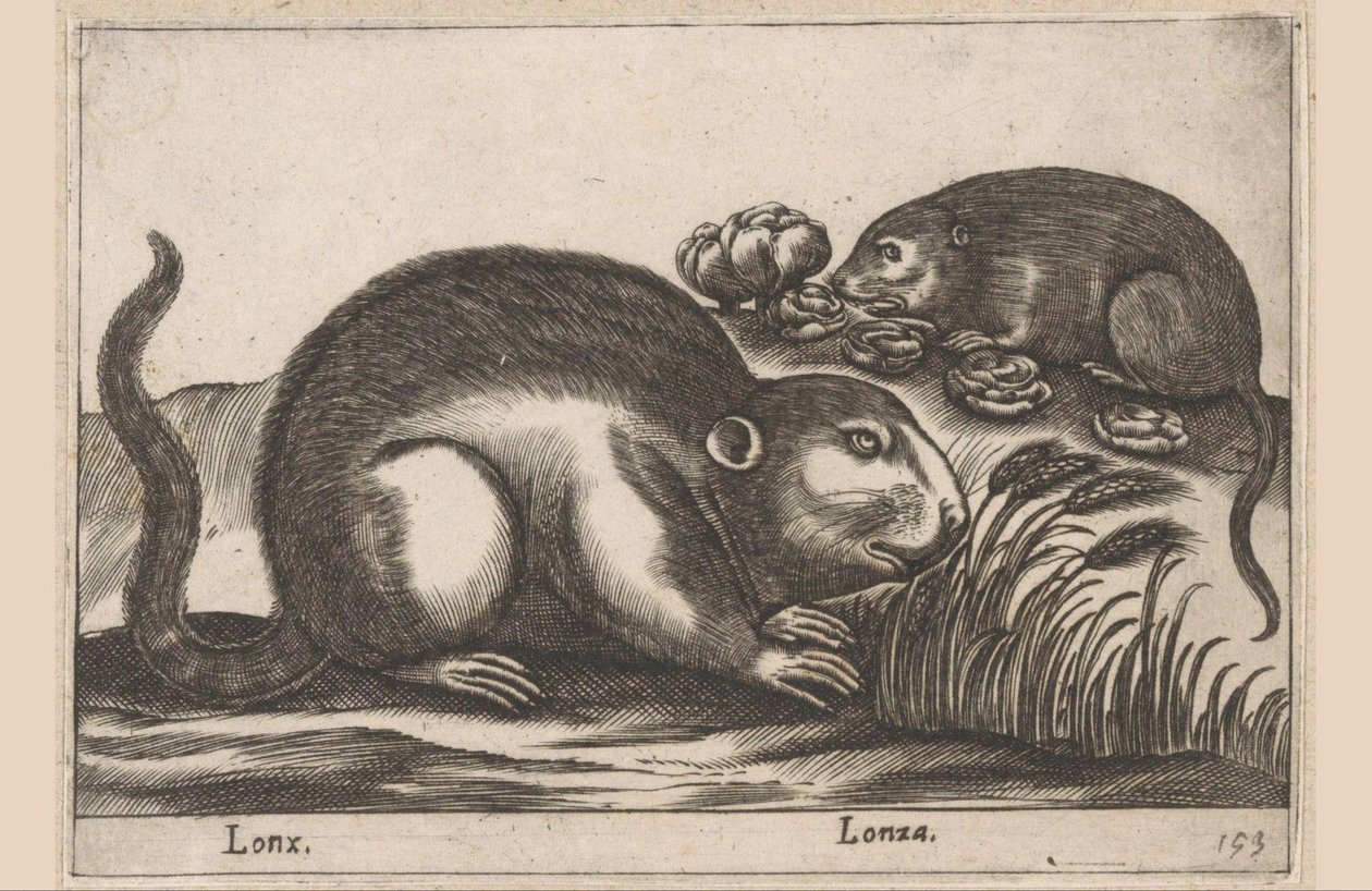 Dva ondatry Lonx/Lonza (název na objektu) Zvířata a mýtická stvoření (název série) Nova raccolta de li animali piu curiosi del mondo (název série) od Antonio Tempesta