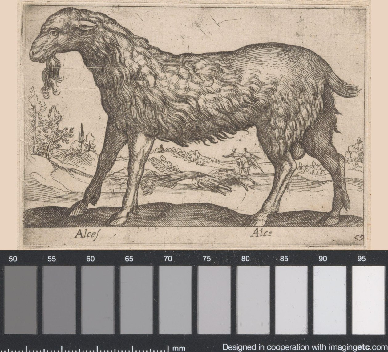 samice losa Alces/ Alce (titul na objektu) Zvířata a mýtická stvoření (název série) Nova raccolta de li animali piu curiosi del mondo (název série) od Antonio Tempesta