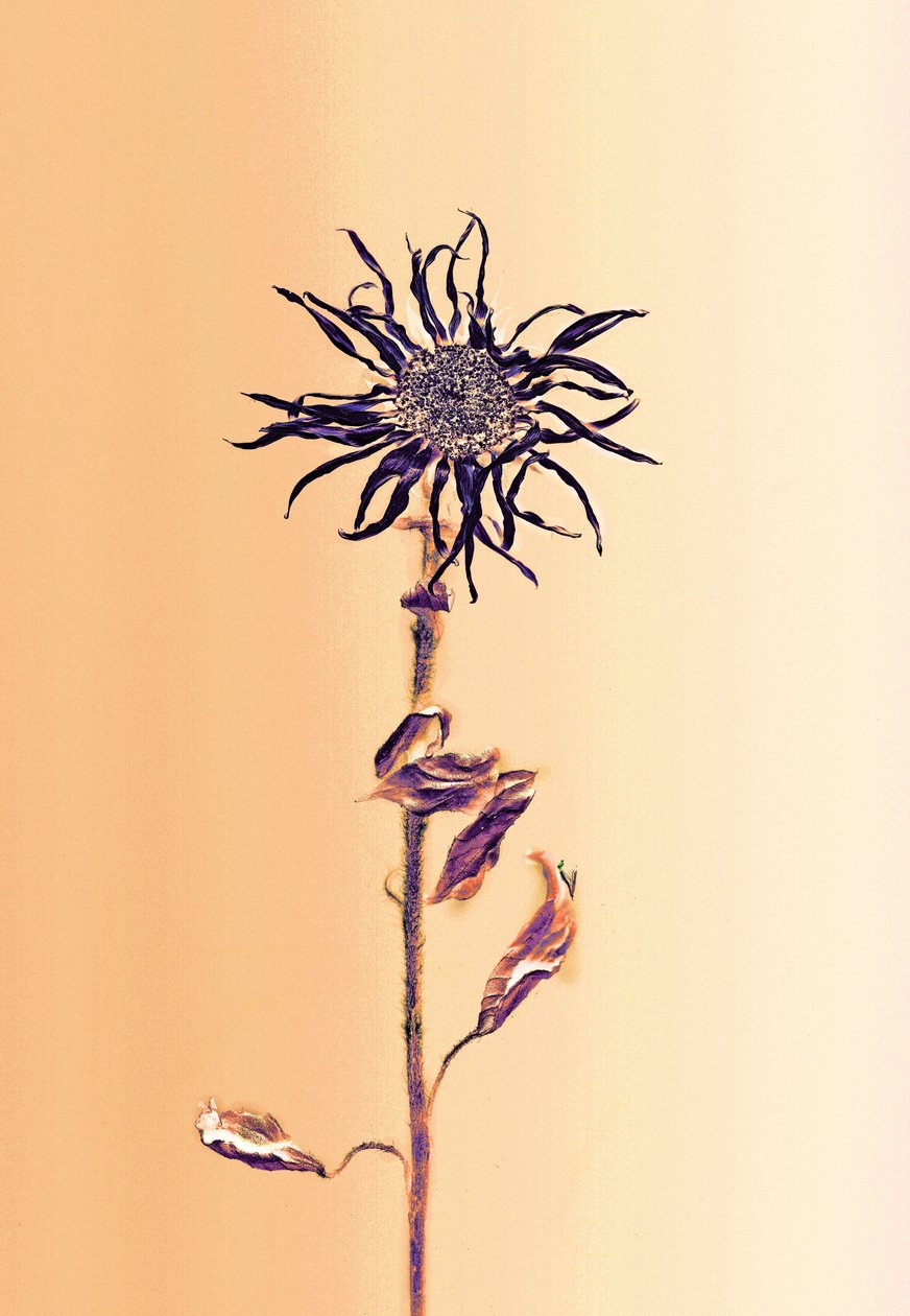  od Antonius Antonius