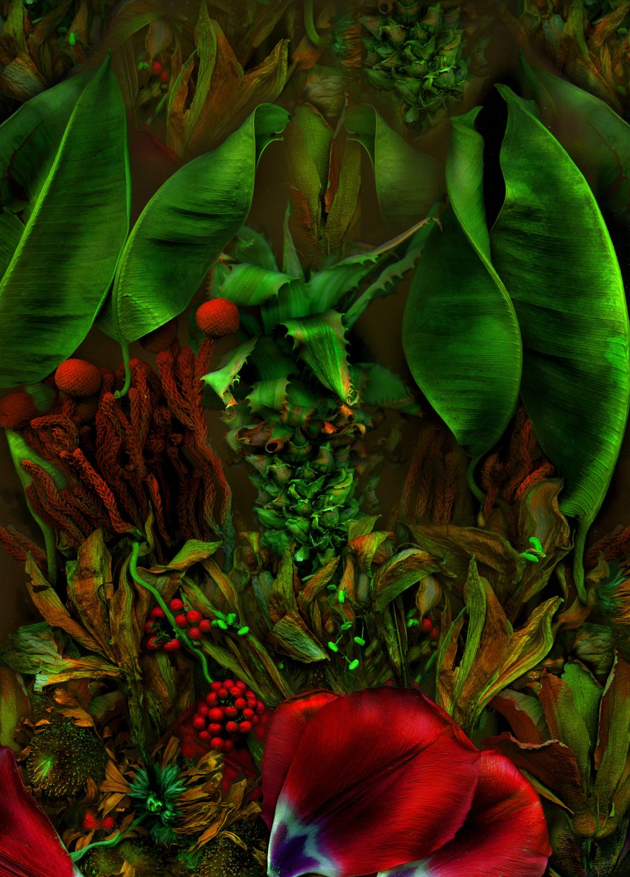  od Antonius Antonius