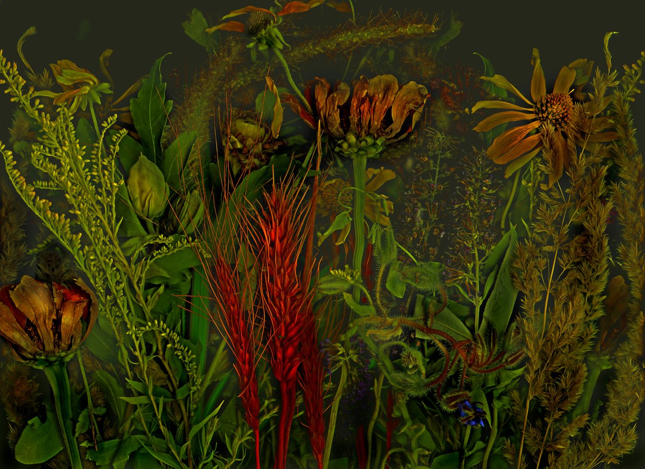  od Antonius Antonius