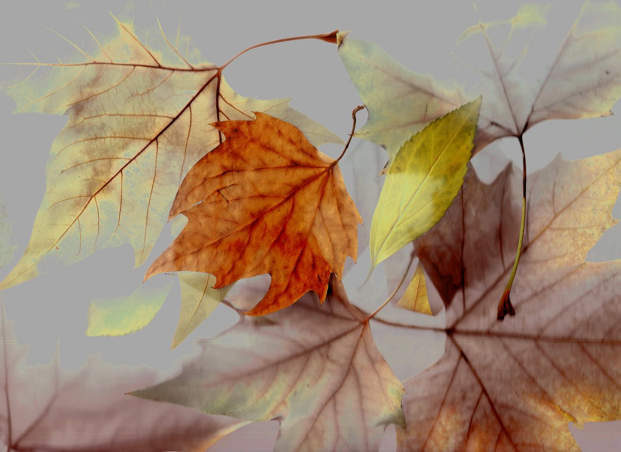  od Antonius Antonius